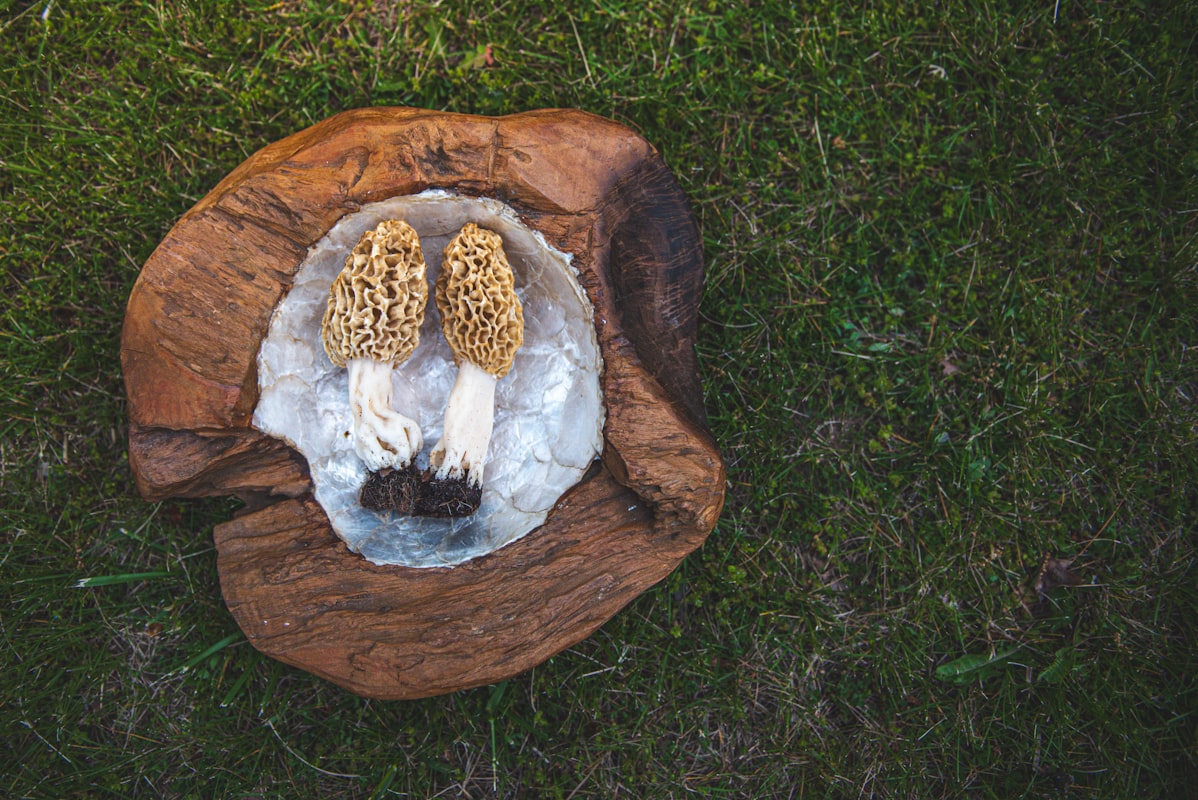 Oli e grassi naturali puri - Nutriblissdaily